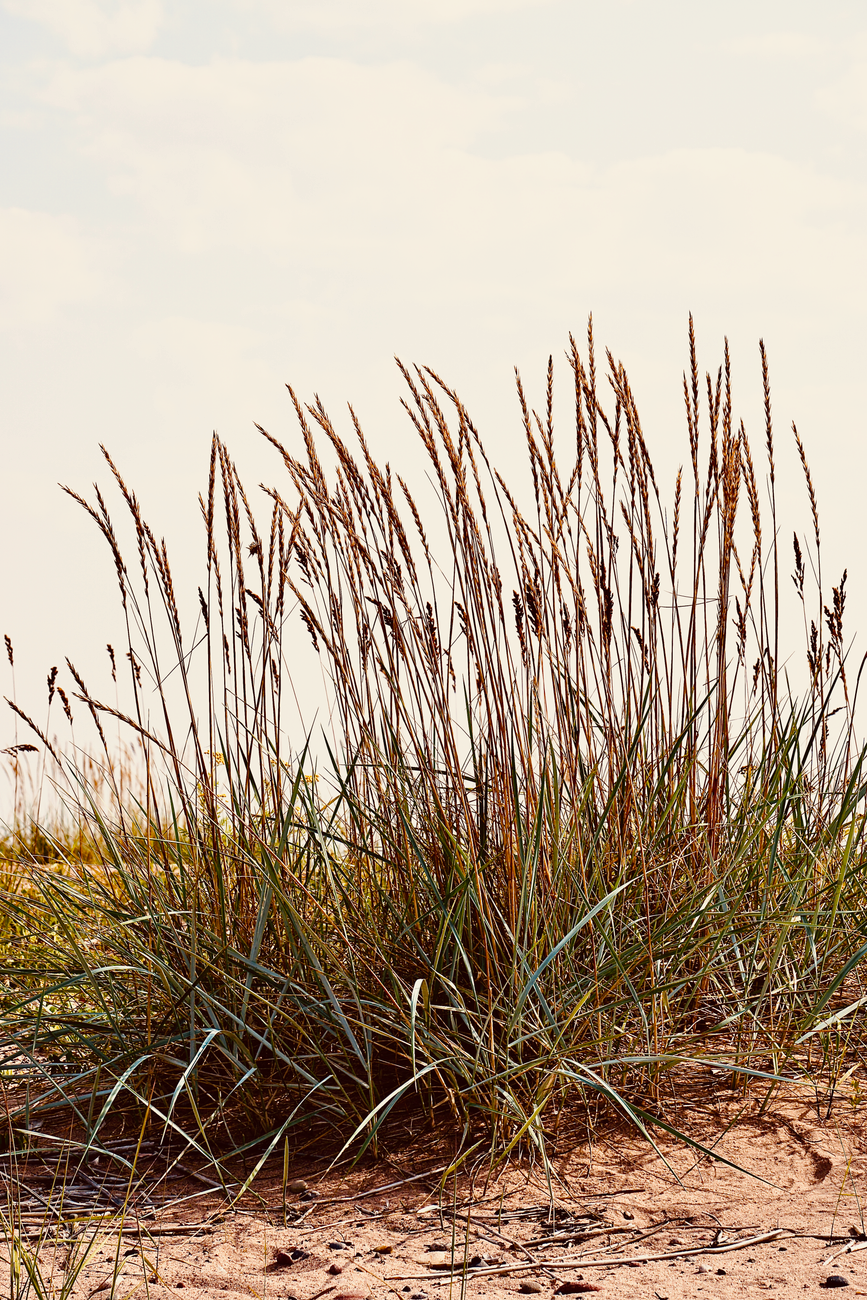 What Does “Native Plant” Really Mean?
